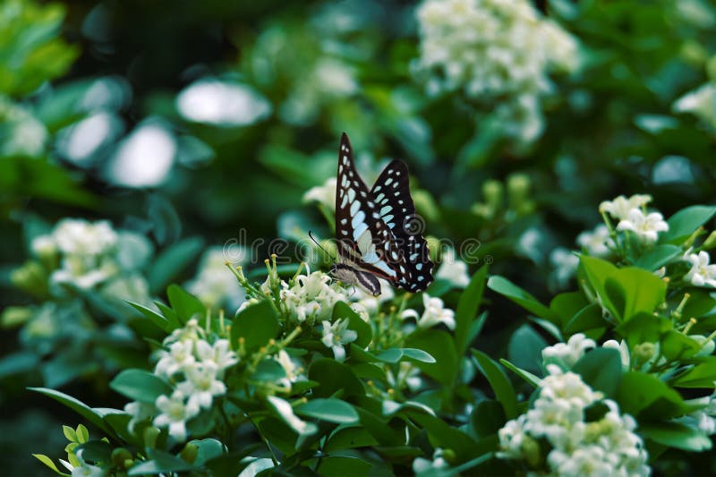 Las mariposas azules negras blancas se encaraman en las flores blancas y la licencia verde fresca fotografía de archivo libre de regalías Las mariposas azules negras blancas se encaraman en las flores blancas y la licencia verde fresca fotografía de archivo libre de regalías