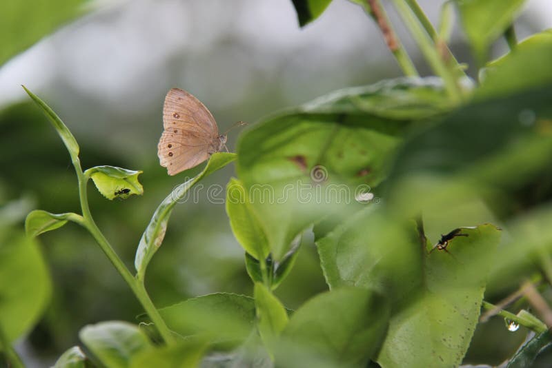 Las mariposas de Brown se encaraman en las hojas de té verdes foto de archivo libre de regalías Las mariposas de Brown se encaraman en las hojas de té verdes foto de archivo libre de regalías