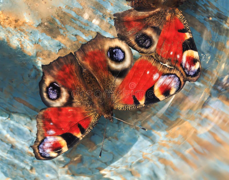 Las mariposas del pavo real observan sentarse en una resaca pintada azul de madera foto de archivo libre de regalías Las mariposas del pavo real observan sentarse en una resaca pintada azul de madera foto de archivo libre de regalías
