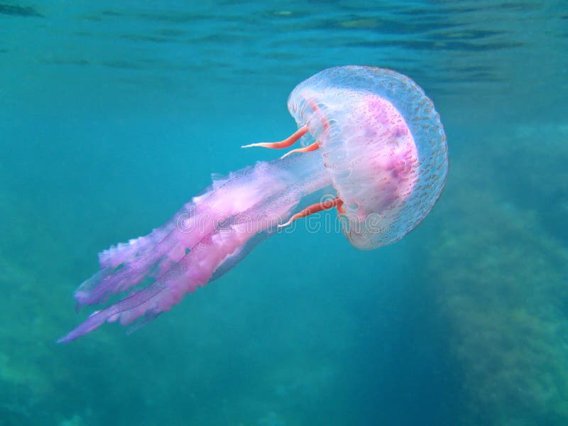 Mediterranean jellyfish Pelagia Noctiluca near surface, marine reserve of Banyuls, France. Mediterranean jellyfish Pelagia Noctiluca near surface, marine reserve of Banyuls, France