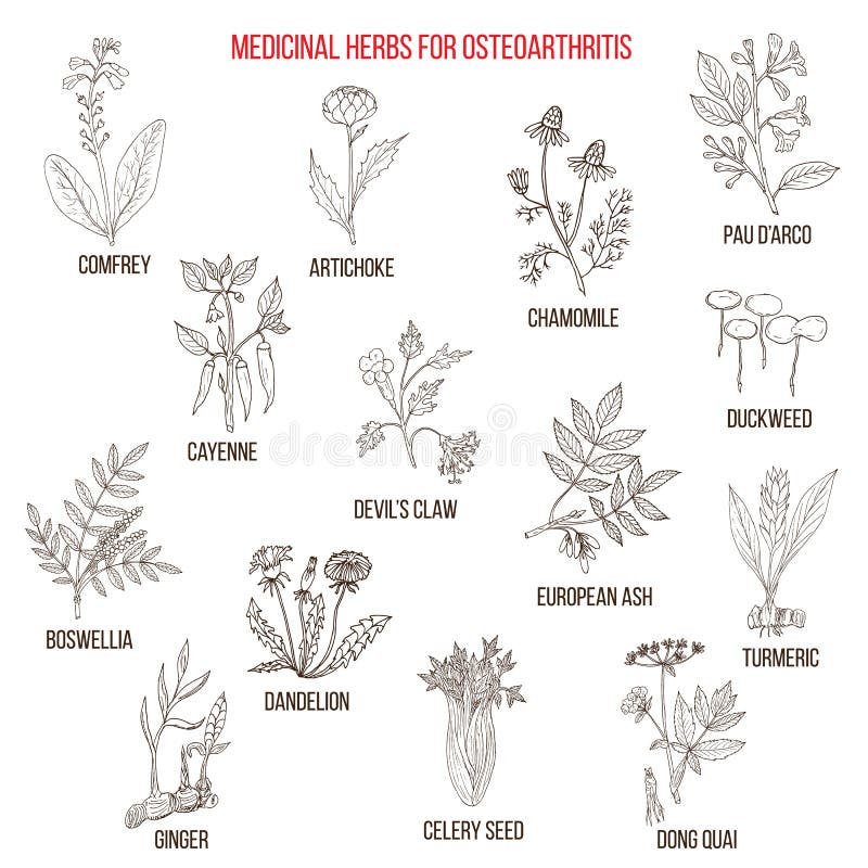 Las mejores hierbas medicinales para la osteoartritis