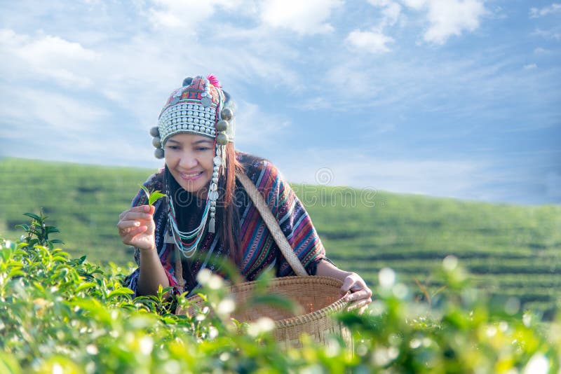 Las mujeres del granjero del trabajador de Asia escogían las hojas de té para las tradiciones por la mañana de la salida del sol fotos de archivo libres de regalías Las mujeres del granjero del trabajador de Asia escogían las hojas de té para las tradiciones por la mañana de la salida del sol fotos de archivo libres de regalías