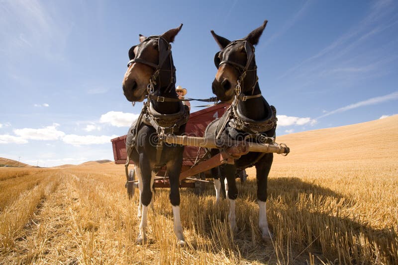 Las Mulas Tiran De Un Carro Del Heno Imagen editorial - Imagen de