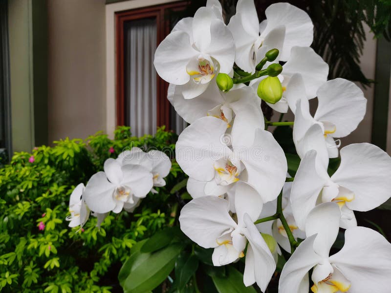 Las Orquídeas Blancas Florecen En El Jardín Imagen de archivo - Imagen de  colgante, flor: 180052833