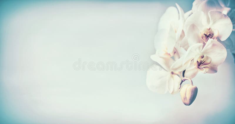Las orquídeas bonitas florecen en el fondo en colores pastel azul, espacio de la copia fotografía de archivo libre de regalías Las orquídeas bonitas florecen en el fondo en colores pastel azul, espacio de la copia fotografía de archivo libre de regalías