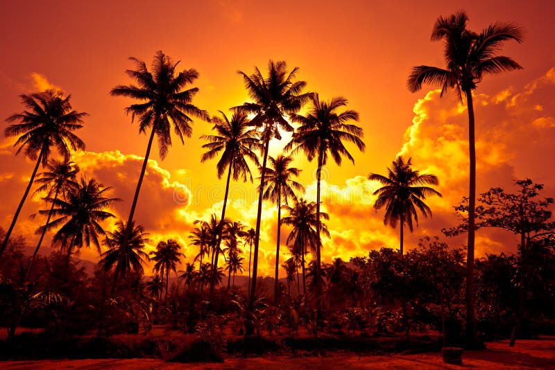 Las palmas de coco en la arena varan en trópico en puesta del sol fotos de archivo libres de regalías Las palmas de coco en la arena varan en trópico en puesta del sol fotos de archivo libres de regalías