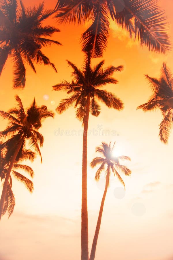 Las palmas de coco están en trópico en puesta del sol imagenes de archivo Las palmas de coco están en trópico en puesta del sol imagenes de archivo