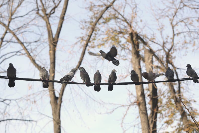 Las palomas que descansan sobre polo de teléfono telegrafían en fila imagenes de archivo Las palomas que descansan sobre polo de teléfono telegrafían en fila imagenes de archivo