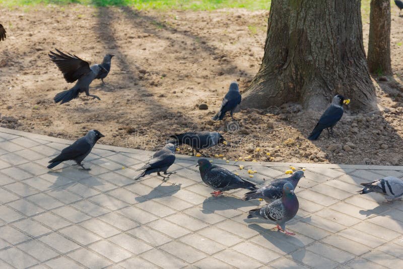 Las palomas y los cuervos comen granos en la tierra imagen de archivo libre de regalías Las palomas y los cuervos comen granos en la tierra imagen de archivo libre de regalías