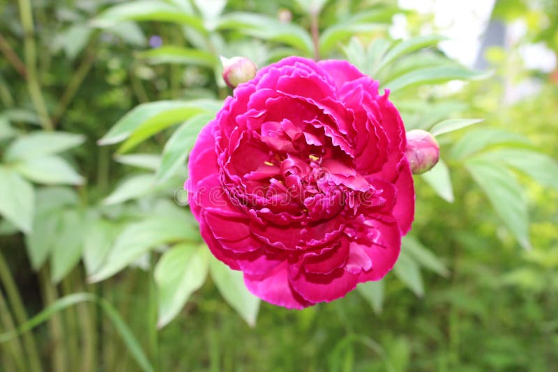 Las peon?as rosadas brillantes florecen en una cama de flor en primavera foto de archivo libre de regalías Las peon?as rosadas brillantes florecen en una cama de flor en primavera foto de archivo libre de regalías