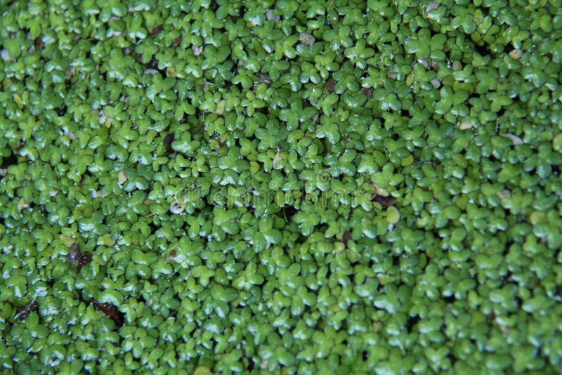 Las pequeñas plantas en la charca riegan la versión 1 imagen de archivo Las pequeñas plantas en la charca riegan la versión 1 imagen de archivo