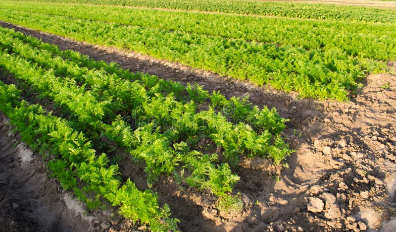 Las plantaciones de la zanahoria crecen en el campo filas vegetales Veh?culos crecientes Granja Paisaje con la regi?n agr?cola Co foto de archivo libre de regalías Las plantaciones de la zanahoria crecen en el campo filas vegetales Veh?culos crecientes Granja Paisaje con la regi?n agr?cola Co foto de archivo libre de regalías