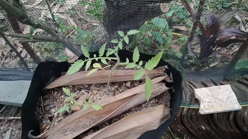 Las plantas de tomate jóvenes prosperan en el cultivo semanal de polibag