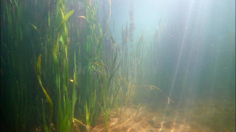 Las plantas de Vallisneria y las algas crecen en un estanque de agua dulce poco profundo, los rayos del sol juegan con las olas e almacen de metraje de vídeo