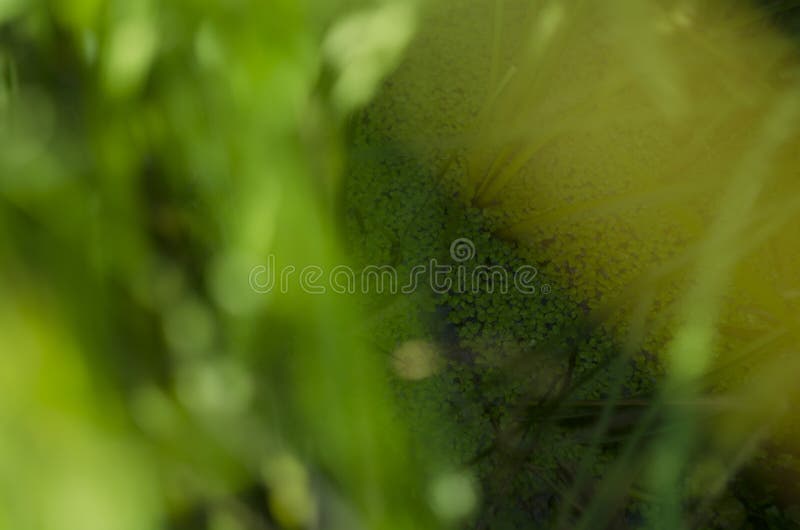 Las plantas florecientes de la lenteja de agua flotan en los tanques de agua bajo sol a través de la hoja del árbol imagen de archivo libre de regalías Las plantas florecientes de la lenteja de agua flotan en los tanques de agua bajo sol a través de la hoja del árbol imagen de archivo libre de regalías
