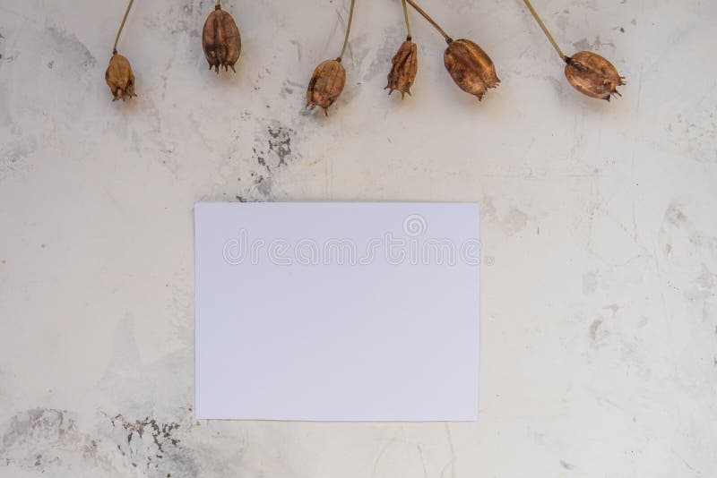 Las plantas secas en un blanco texturizaron el fondo con el papel vacío para y imágenes de archivo libres de regalías Las plantas secas en un blanco texturizaron el fondo con el papel vacío para y imágenes de archivo libres de regalías