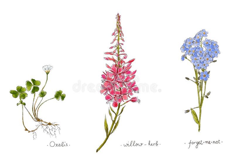 Las Plantas Silvestres Y Las Flores Dan Exhausto En Color Sauce, Oxalis Y Nomeolvides Ejemplo Herbario Del Vector Stock de ilustración - Ilustración de elemento, color: 109077323 Las Plantas Silvestres Y Las Flores Dan Exhausto En Color Sauce, Oxalis Y Nomeolvides Ejemplo Herbario Del Vector Stock de ilustración - Ilustración de elemento, color: 109077323