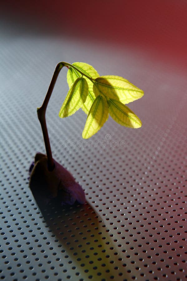 Las plantas verdes brotan el crecimiento imagen de archivo libre de regalías Las plantas verdes brotan el crecimiento imagen de archivo libre de regalías