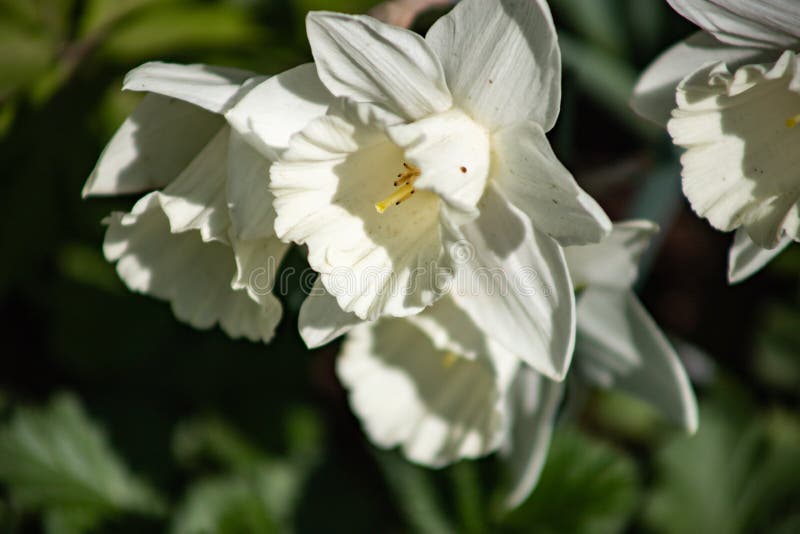 Las primeras flores de la primavera son narcisos blancos en un fondo del primer del follaje imagen de archivo Las primeras flores de la primavera son narcisos blancos en un fondo del primer del follaje imagen de archivo