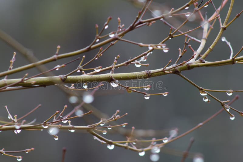 Las ramas desnudas del invierno de un árbol de arce japonés con la ejecución riegan los descensos, foco selectivo fotos de archivo libres de regalías Las ramas desnudas del invierno de un árbol de arce japonés con la ejecución riegan los descensos, foco selectivo fotos de archivo libres de regalías