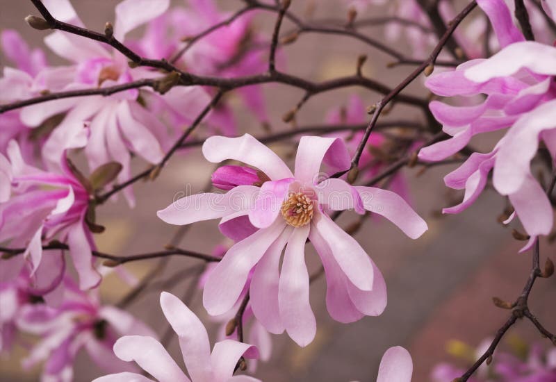 Las ramas florecientes de la magnolia, pican las flores foto de archivo Las ramas florecientes de la magnolia, pican las flores foto de archivo