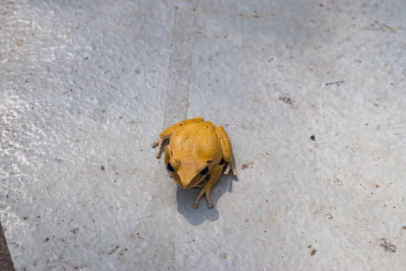 Las ranas amarillas son venenosas en Asia fotografía de archivo libre de regalías Las ranas amarillas son venenosas en Asia fotografía de archivo libre de regalías