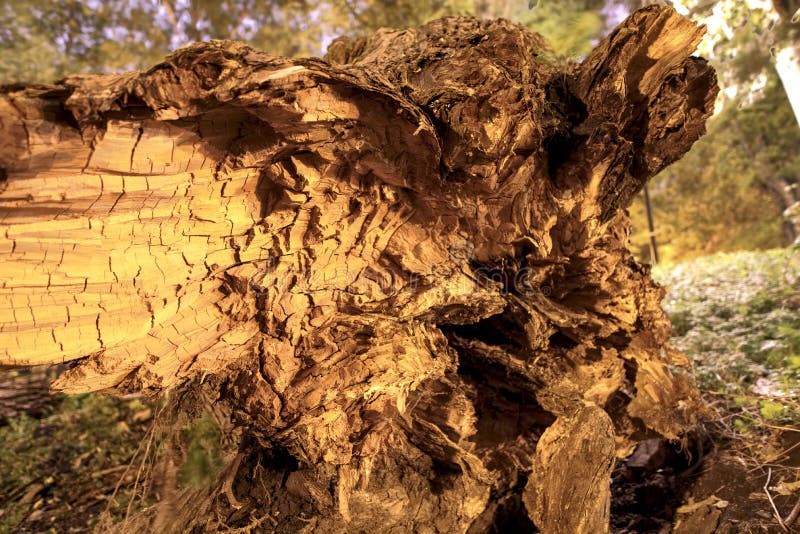 Las raíces de un árbol roto por el huracán Las raíces del árbol Árbol grande viejo fotografía de archivo Las raíces de un árbol roto por el huracán Las raíces del árbol Árbol grande viejo fotografía de archivo