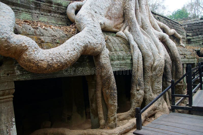 Las raíces del árbol abruman las paredes del templo antiguo fotografía de archivo Las raíces del árbol abruman las paredes del templo antiguo fotografía de archivo
