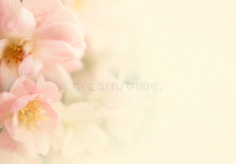 Las rosas dulces del color florecen en suavidad y empañan estilo en textura del papel de la mora foto de archivo libre de regalías