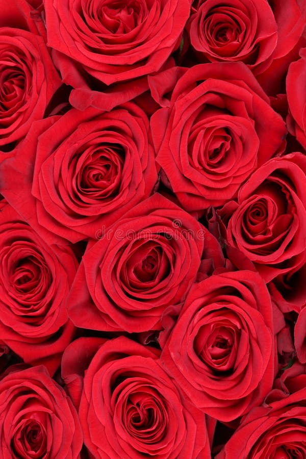 Las rosas rojas del fondo florecen en cumpleaños, la tarjeta del día de San Valentín o madres fotografía de archivo libre de regalías Las rosas rojas del fondo florecen en cumpleaños, la tarjeta del día de San Valentín o madres fotografía de archivo libre de regalías
