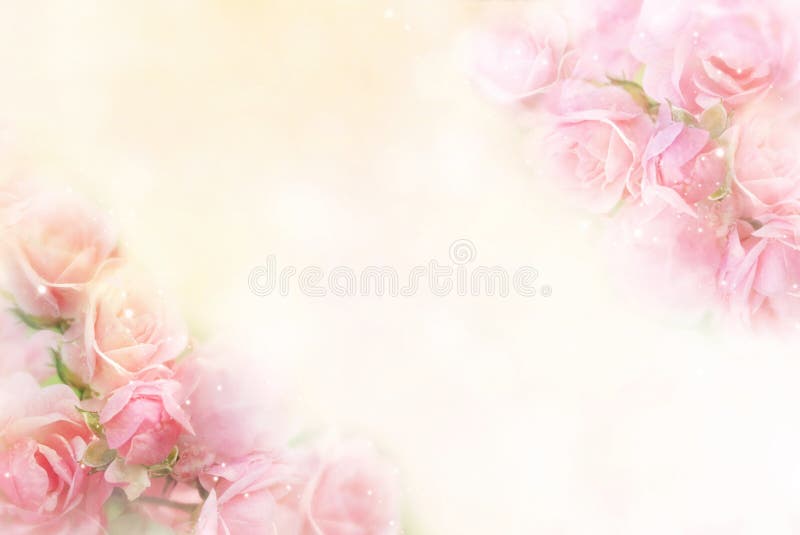 Beautiful pink roses flower border soft background for valentine in pastel tone. Beautiful pink roses flower border soft background for valentine in pastel tone