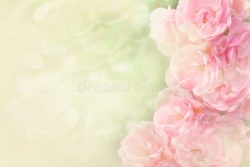 Beautiful pink roses flower border soft background for valentine in pastel tone. Beautiful pink roses flower border soft background for valentine in pastel tone