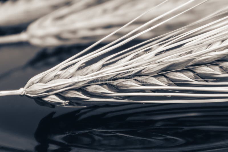 Wheat straws spikes close-up on mirror glass background with reflection. Agriculture cereals crops seeds, summer harvest time. Colorless. Wheat straws spikes close-up on mirror glass background with reflection. Agriculture cereals crops seeds, summer harvest time. Colorless