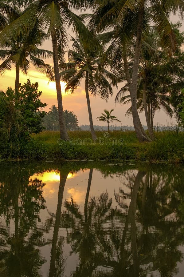 Las siluetas de la palmera reflejaron en el agua en la puesta del sol, Kerala, Indi imagen de archivo Las siluetas de la palmera reflejaron en el agua en la puesta del sol, Kerala, Indi imagen de archivo