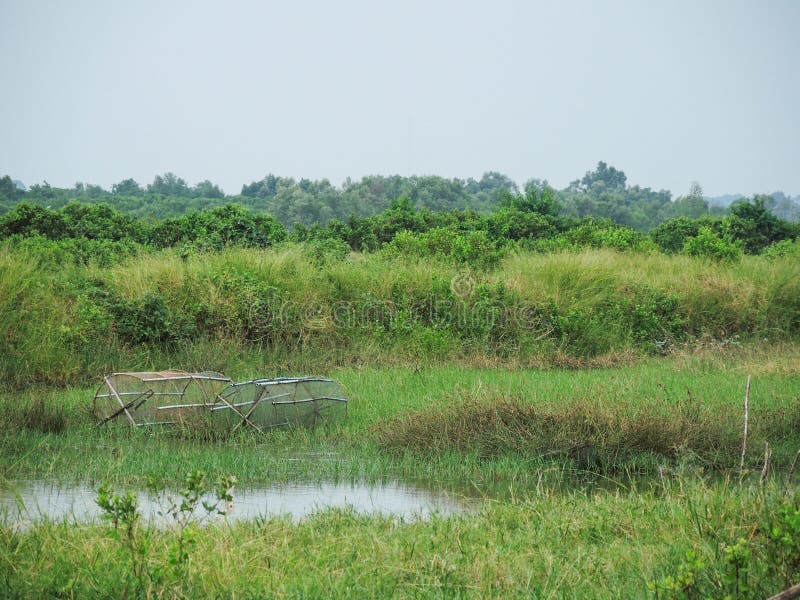 Las trampas de los pescados en un campo de hierba verde cerca de la charca en el tiempo lluvioso sazonan en el campo de Nakhon Si imagen de archivo Las trampas de los pescados en un campo de hierba verde cerca de la charca en el tiempo lluvioso sazonan en el campo de Nakhon Si imagen de archivo