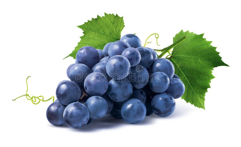 Las uvas azules secan el manojo en el fondo blanco imágenes de archivo libres de regalías
