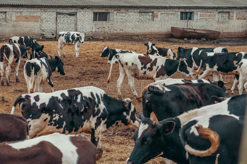 Las vacas blancos y negros pastan la neblina en pasto al aire libre en concepto rural de la granja lechera, del ganado y de las t imagenes de archivo Las vacas blancos y negros pastan la neblina en pasto al aire libre en concepto rural de la granja lechera, del ganado y de las t imagenes de archivo