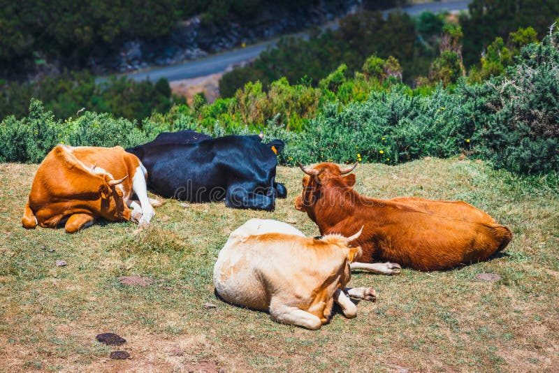 Las vacas de Brown en la entrada al rastro a los fontes de Levada das 25 y a Levada hacen Risco, Madeira fotografía de archivo Las vacas de Brown en la entrada al rastro a los fontes de Levada das 25 y a Levada hacen Risco, Madeira fotografía de archivo