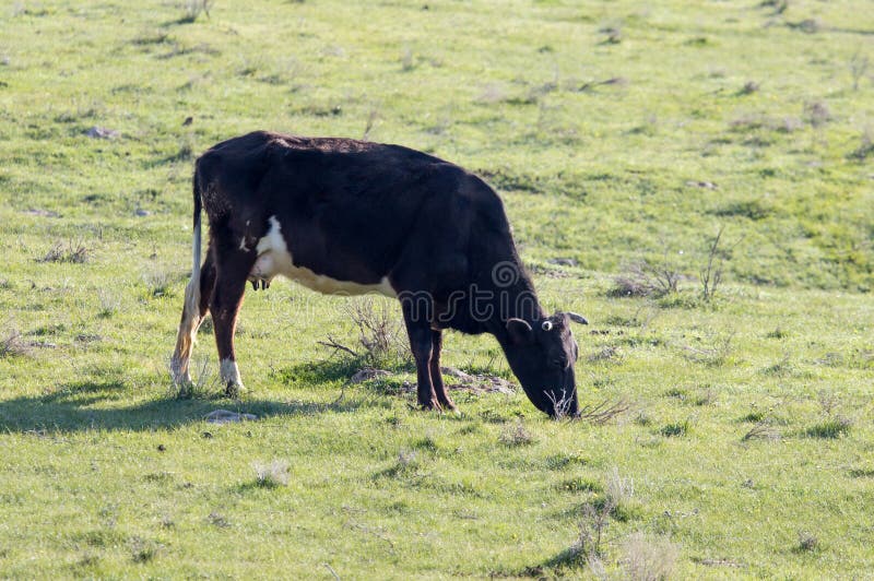 Las vacas pastan en pasto en la naturaleza imagenes de archivo Las vacas pastan en pasto en la naturaleza imagenes de archivo