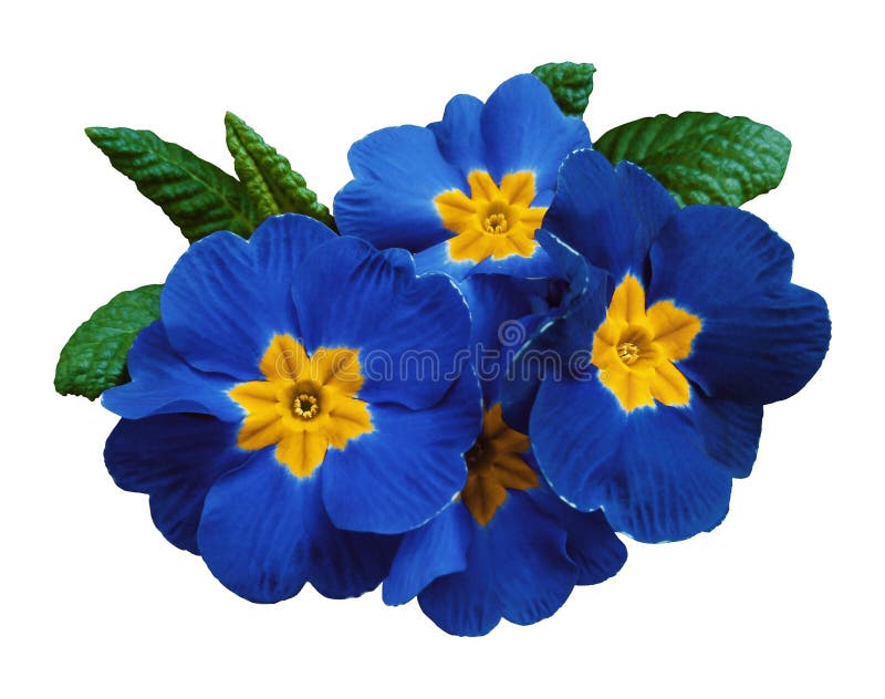 Blue violets flowers, white isolated background with clipping path. no shadows. For design. Nature. Closeup. Blue violets flowers, white isolated background with clipping path. no shadows. For design. Nature. Closeup.