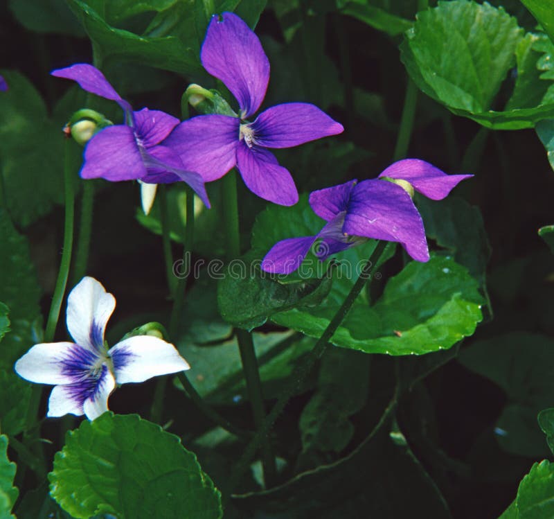 Las violetas comunes azules y blancas brillan en su ajuste del arbolado imágenes de archivo libres de regalías Las violetas comunes azules y blancas brillan en su ajuste del arbolado imágenes de archivo libres de regalías