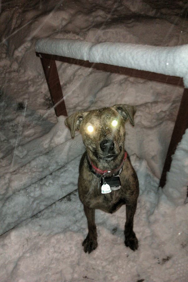 Dog Laser Eyes Stock Photos Free & RoyaltyFree Stock Photos from