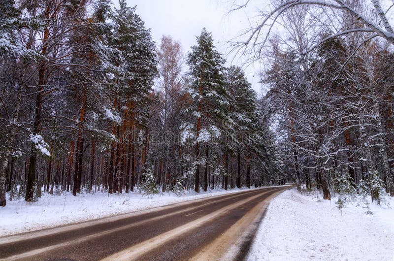 The first snow dropped in the forest. The first snow dropped in the forest