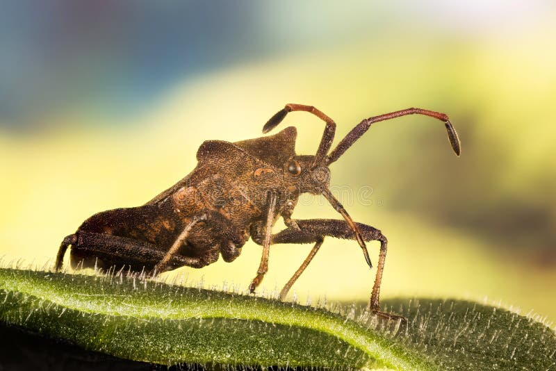 Lasowy Shieldbug, Czerwononogi Shieldbug, Lasowa pluskwa, Pentatoma rufipes obraz royalty free Lasowy Shieldbug, Czerwononogi Shieldbug, Lasowa pluskwa, Pentatoma rufipes obraz royalty free