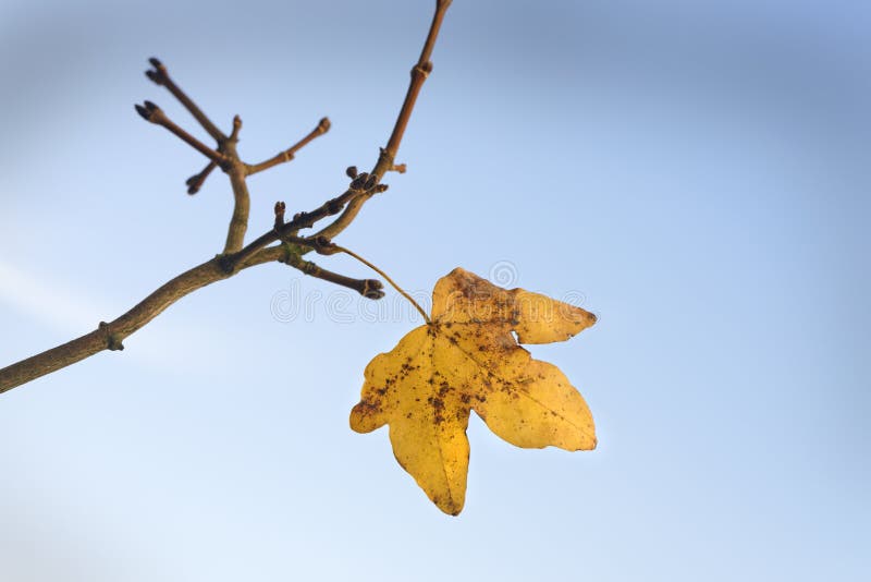 Last Leaf of Fall