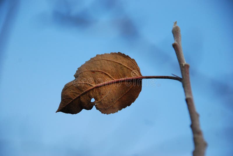 Last leaf