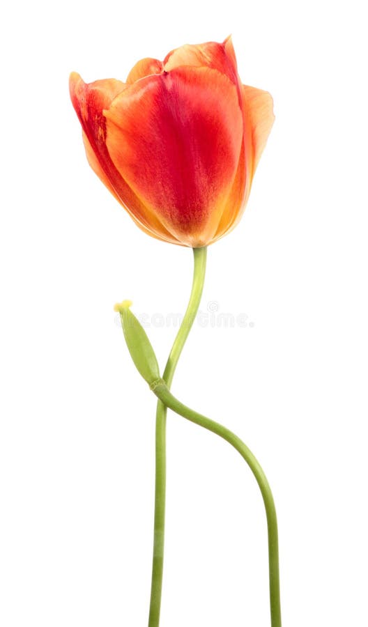 Last tulips stock photo. Image of bloom, card, herb, celebration 44348712