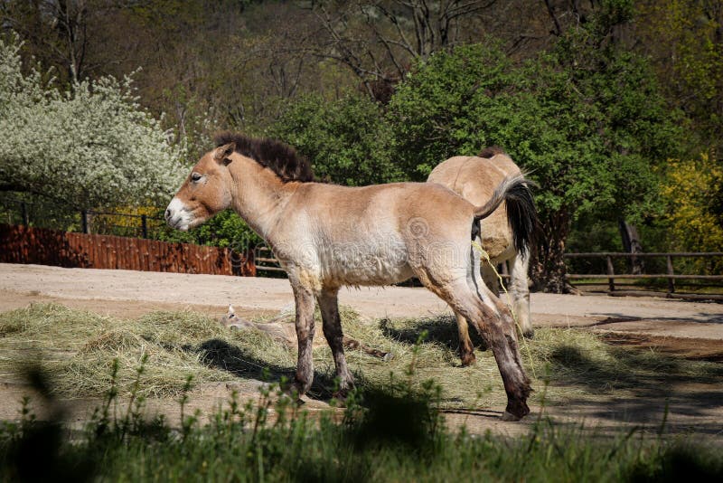 Pissing horse Horse fucks