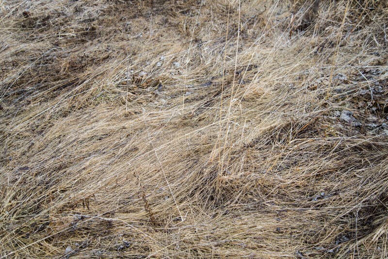 Dry Grass, Crushed By Wind And Rain, Lies In A Field. Yellow Dead Grass