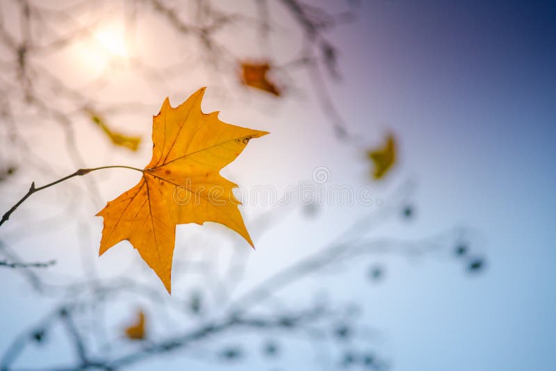 Last leaf of autumn